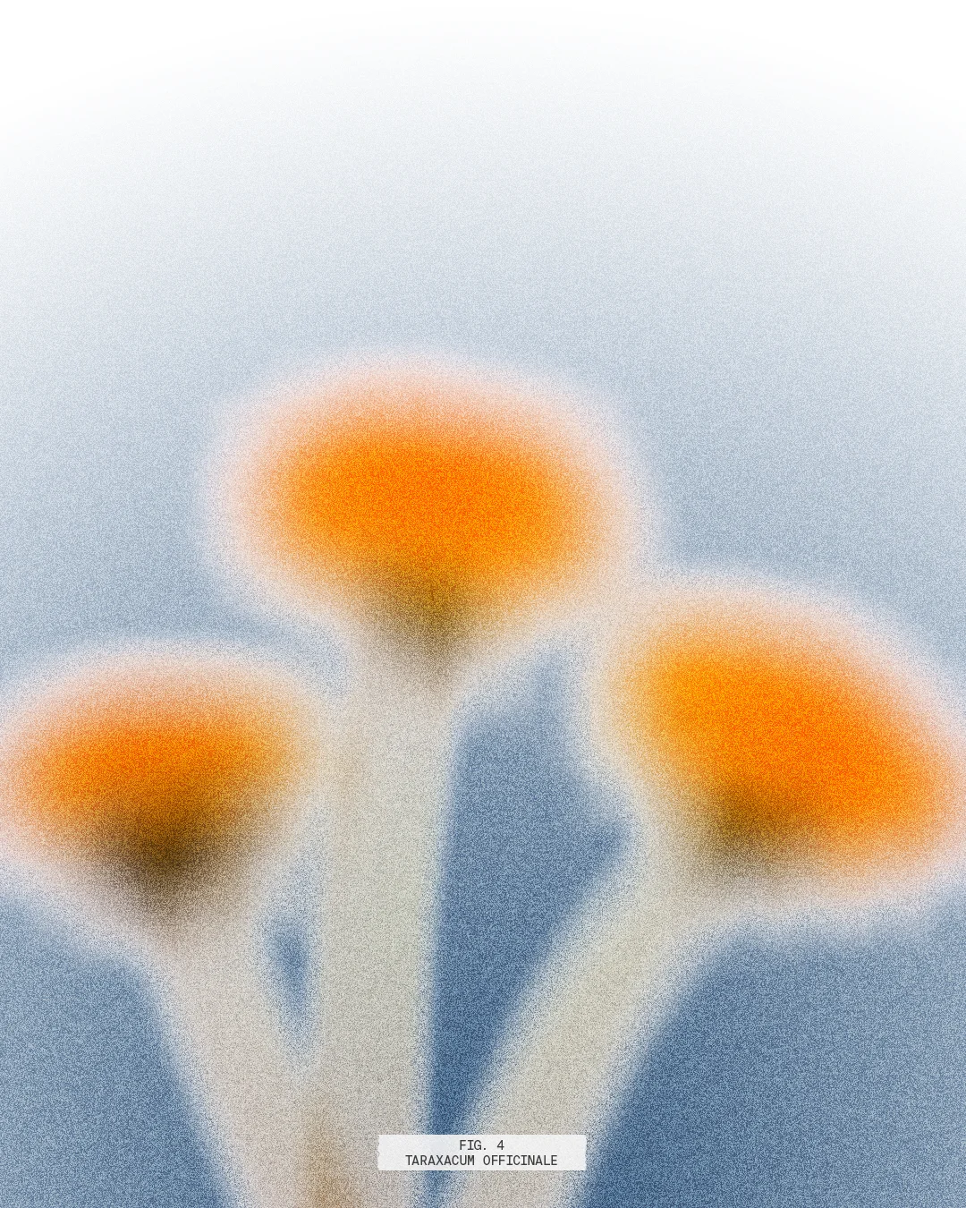 web-FlowerExploration-Fig4